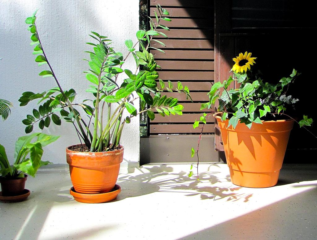 Urban balcony garden with variety of plants and flowers