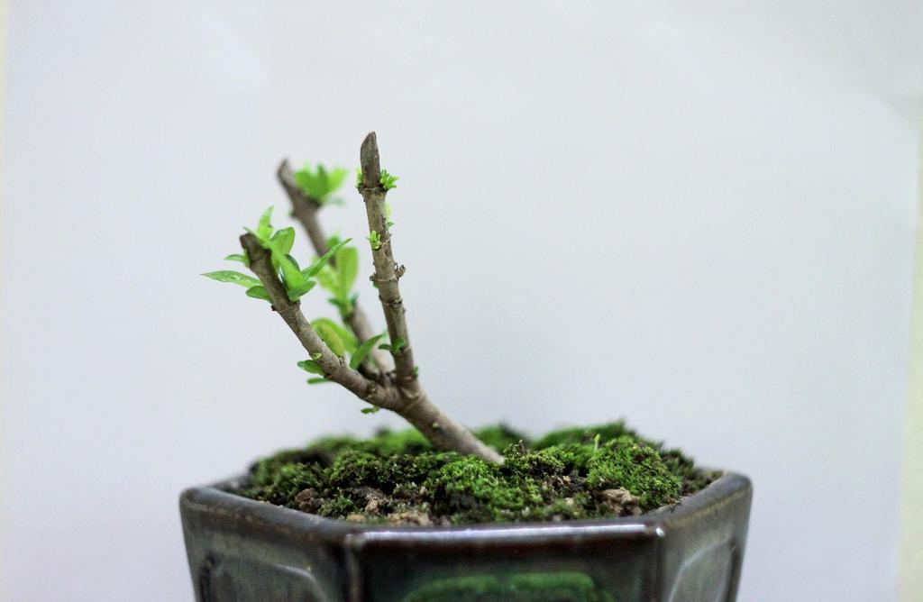 Basil plant thriving in a ceramic container