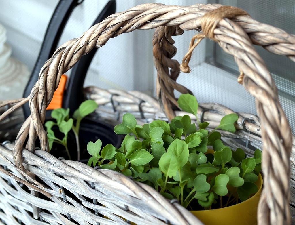 Cherry tomatoes and lettuce growing in space-efficient containers