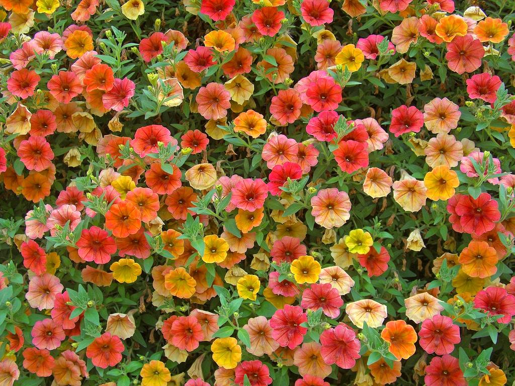 Bright and colorful petunias flowering in balcony pots