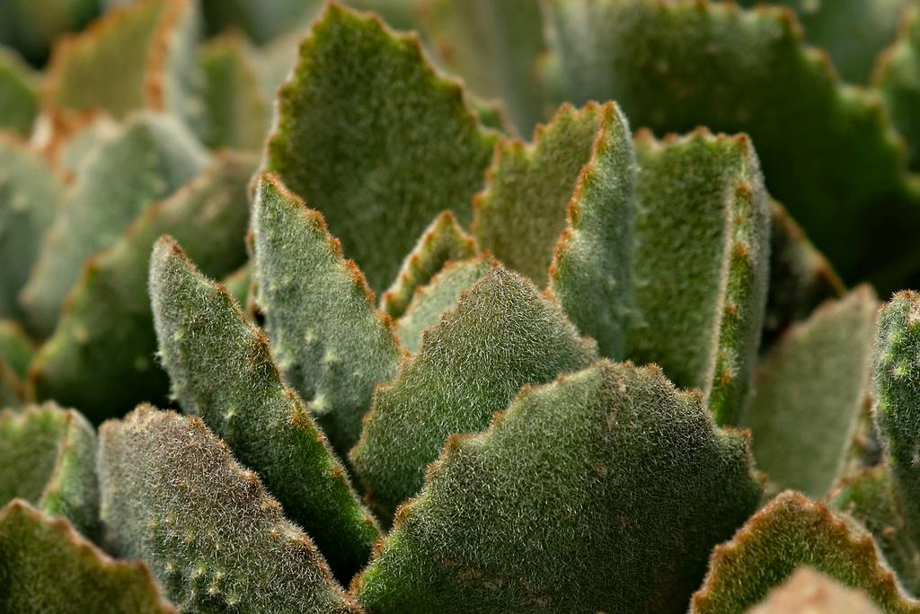 Collection of various succulents and drought-tolerant plants in modern containers