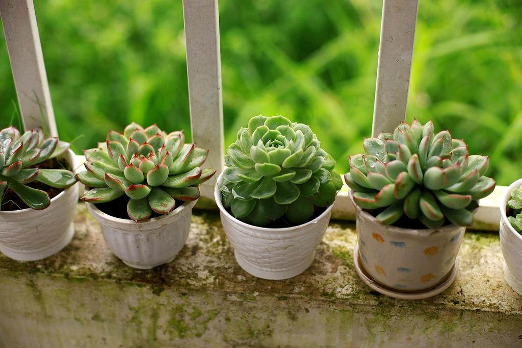 Watering can and irrigation drip lines for balcony garden